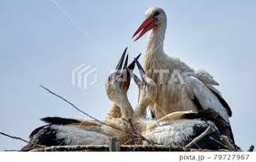 Attēlu rezultāti vaicājumam “Ciconia ciconia juvenile”