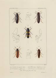 Attēlu rezultāti vaicājumam “Xylita laevigata”