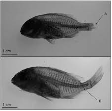 Image result for Rhabdosargus holubi