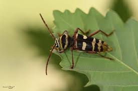 Attēlu rezultāti vaicājumam “Plagionotus detritus”