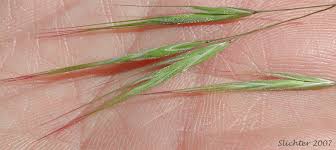 Attēlu rezultāti vaicājumam “Anisantha tectorum”