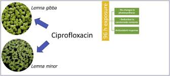 Attēlu rezultāti vaicājumam “Lemna gibba”