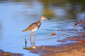 Attēlu rezultāti vaicājumam “Tringa totanus adult”