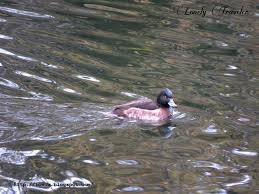 Attēlu rezultāti vaicājumam “Aythya fuligula female”