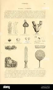 Attēlu rezultāti vaicājumam “Diderma umbilicatum young”