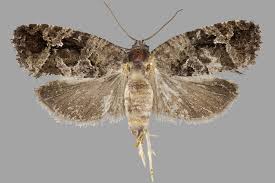 Attēlu rezultāti vaicājumam “Eudemis porphyrana”