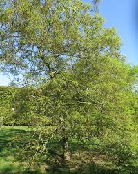 Attēlu rezultāti vaicājumam “Juglans regia”