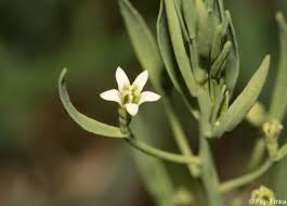 Attēlu rezultāti vaicājumam “Thesium ebracteatum”