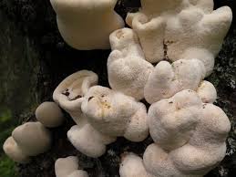 Attēlu rezultāti vaicājumam “Climacocystis borealis”