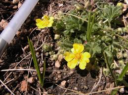 Attēlu rezultāti vaicājumam “Potentilla arenaria flower”