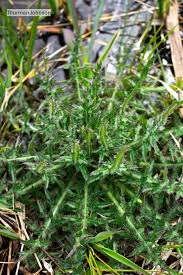 Attēlu rezultāti vaicājumam “Cirsium palustre leaf”
