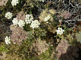 Attēlu rezultāti vaicājumam “Libanotis montana flower”