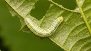 Attēlu rezultāti vaicājumam “Epirrita sp.”