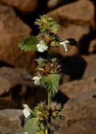 Image result for Galeopsis segetum