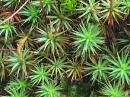 Attēlu rezultāti vaicājumam “Polytrichastrum longisetum”