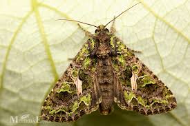 Attēlu rezultāti vaicājumam “Trachea atriplicis”