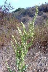 Image result for Artemisia dracunculus