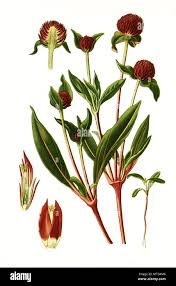 Image result for Kugelamarant