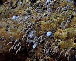 Attēlu rezultāti vaicājumam “Stemonitopsis aequalis (var. aequalis)”