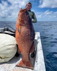 Image result for Rhomboplites aurorubens