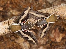 Attēlu rezultāti vaicājumam “Hyles gallii imago”