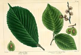 Attēlu rezultāti vaicājumam “Ulmus glabra”