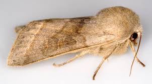 Attēlu rezultāti vaicājumam “Orthosia opima”