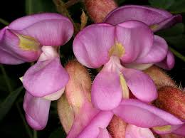 Attēlu rezultāti vaicājumam “Robinia neomexicana”