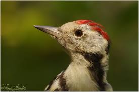Attēlu rezultāti vaicājumam “Dendrocopos medius”