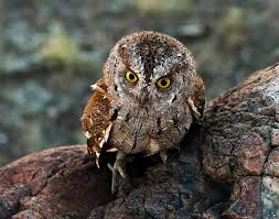 Image result for Otus scops