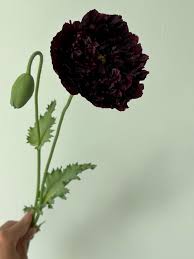 Image result for Papaver somniferum Black