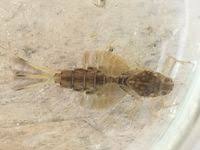 Attēlu rezultāti vaicājumam “Siphlonurus”