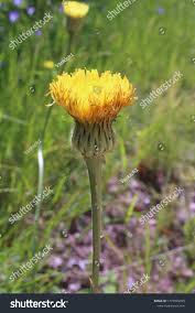Attēlu rezultāti vaicājumam “Hypochaeris maculata leaf”