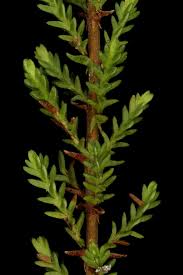 Attēlu rezultāti vaicājumam “Calluna vulgaris leaf”