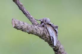 Attēlu rezultāti vaicājumam “Pheosia gnoma male”