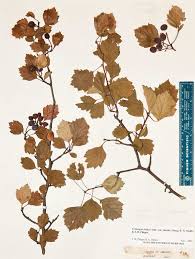 Attēlu rezultāti vaicājumam “Crataegus chrysocarpa”