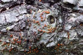 Attēlu rezultāti vaicājumam “Licea castanea sessile”