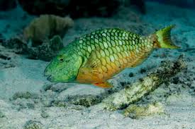 Image result for Sparisoma viride