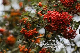 Attēlu rezultāti vaicājumam “Sorbus”