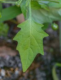 Attēlu rezultāti vaicājumam “Solanum nigrum leaf”