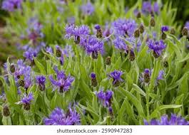 Attēlu rezultāti vaicājumam “Centaurea phrygia bud”