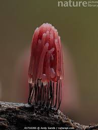 Attēlu rezultāti vaicājumam “Stemonitis fusca”