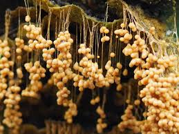 Attēlu rezultāti vaicājumam “Badhamia utricularis young”