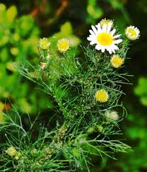 Attēlu rezultāti vaicājumam “Tripleurospermum inodorum”