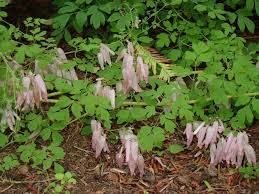 Image result for Adlumia cirrhosa