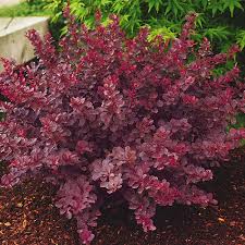 Attēlu rezultāti vaicājumam “Berberis”