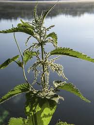 Attēlu rezultāti vaicājumam “Urtica dioica flower”
