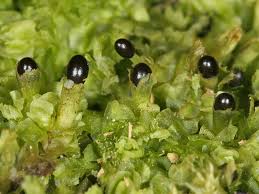 Attēlu rezultāti vaicājumam “Lophocolea heterophylla”