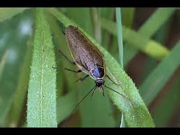 Attēlu rezultāti vaicājumam “Ectobius sylvestris male”