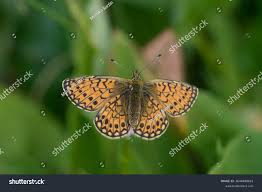 Attēlu rezultāti vaicājumam “Boloria eunomia”